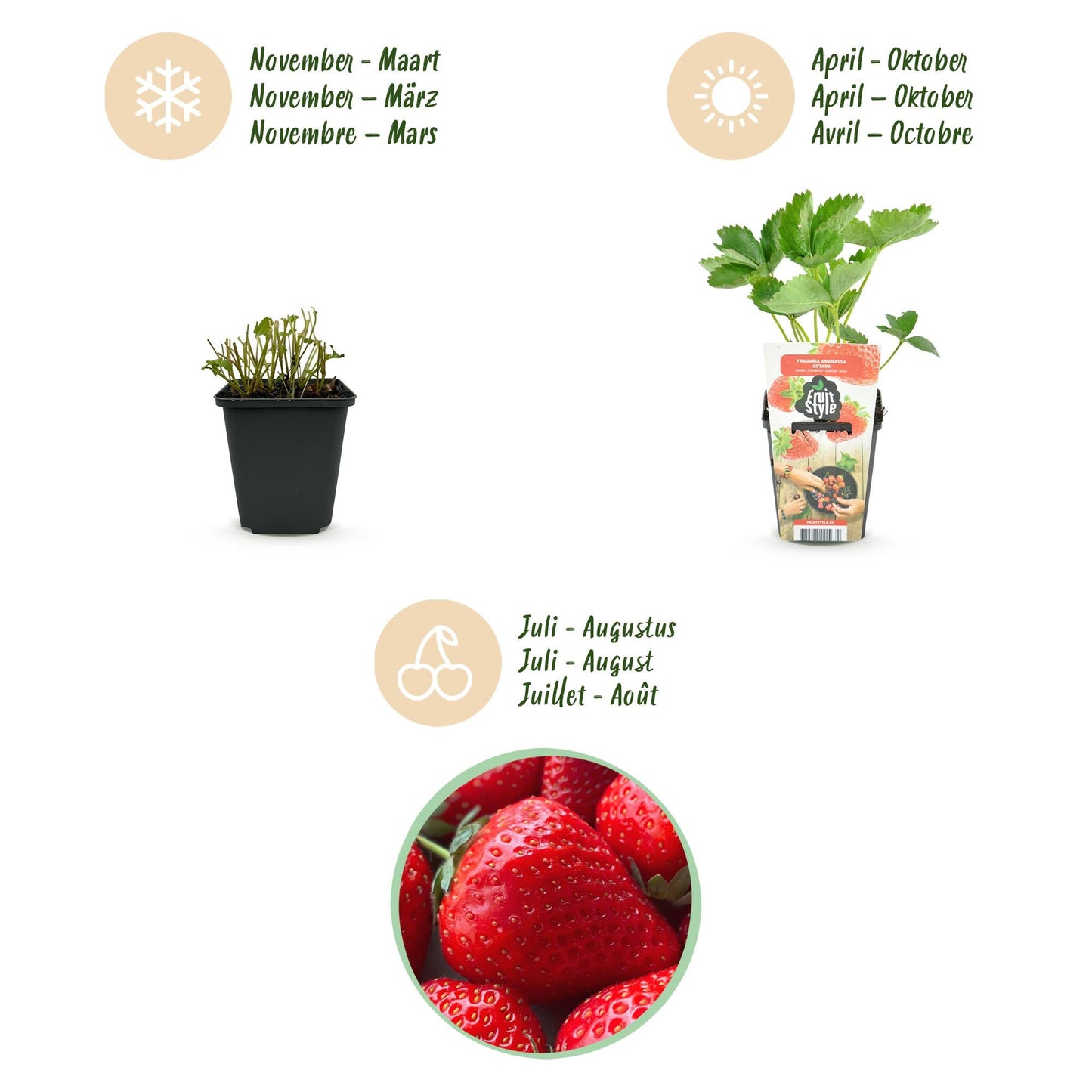 Aardbei - Fragaria Elsanta - Winterhard - 3 Planten - Forestbloom