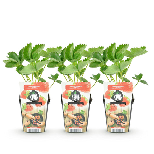 Aardbei - Fragaria Elsanta - Winterhard - 3 Planten - Forestbloom