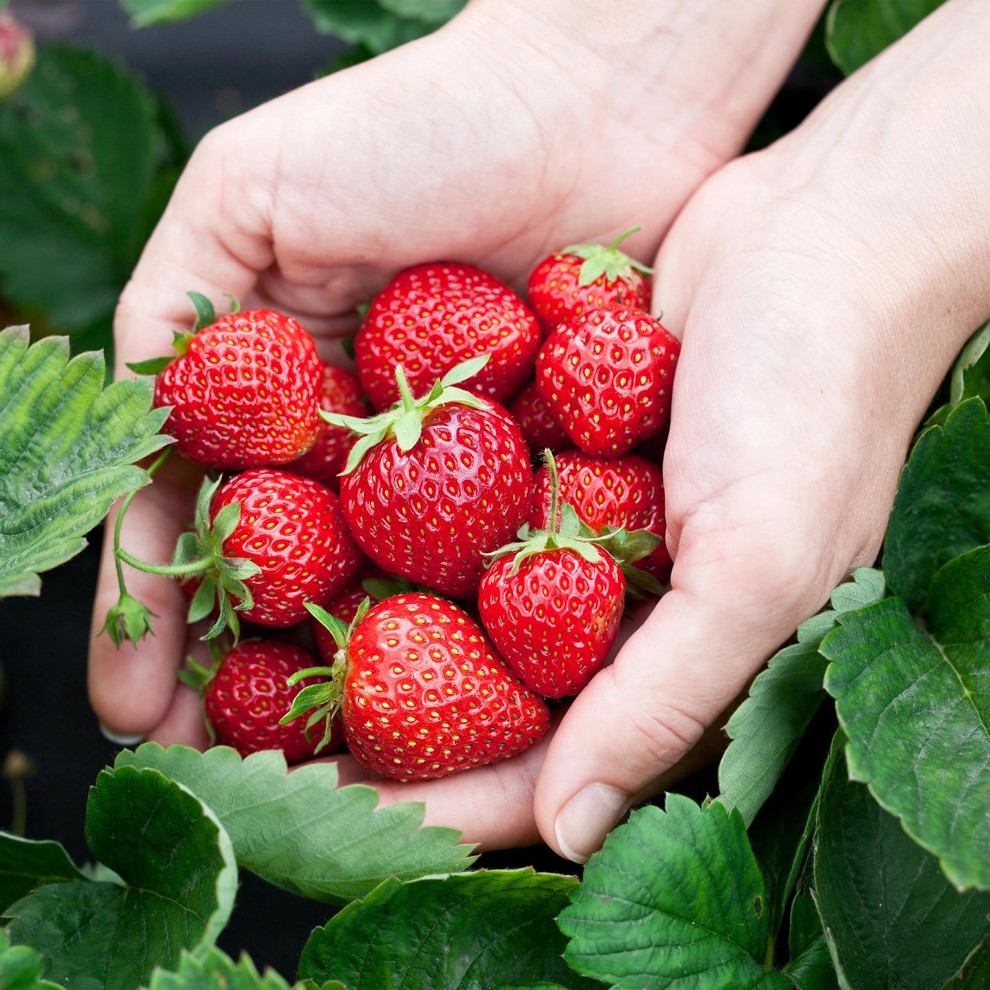Aardbei - Fragaria Elsanta - Winterhard - 6 Planten - Forestbloom