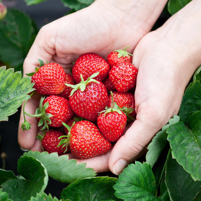 Aardbei - Fragaria Elsanta - Winterhard - 6 Planten - Forestbloom