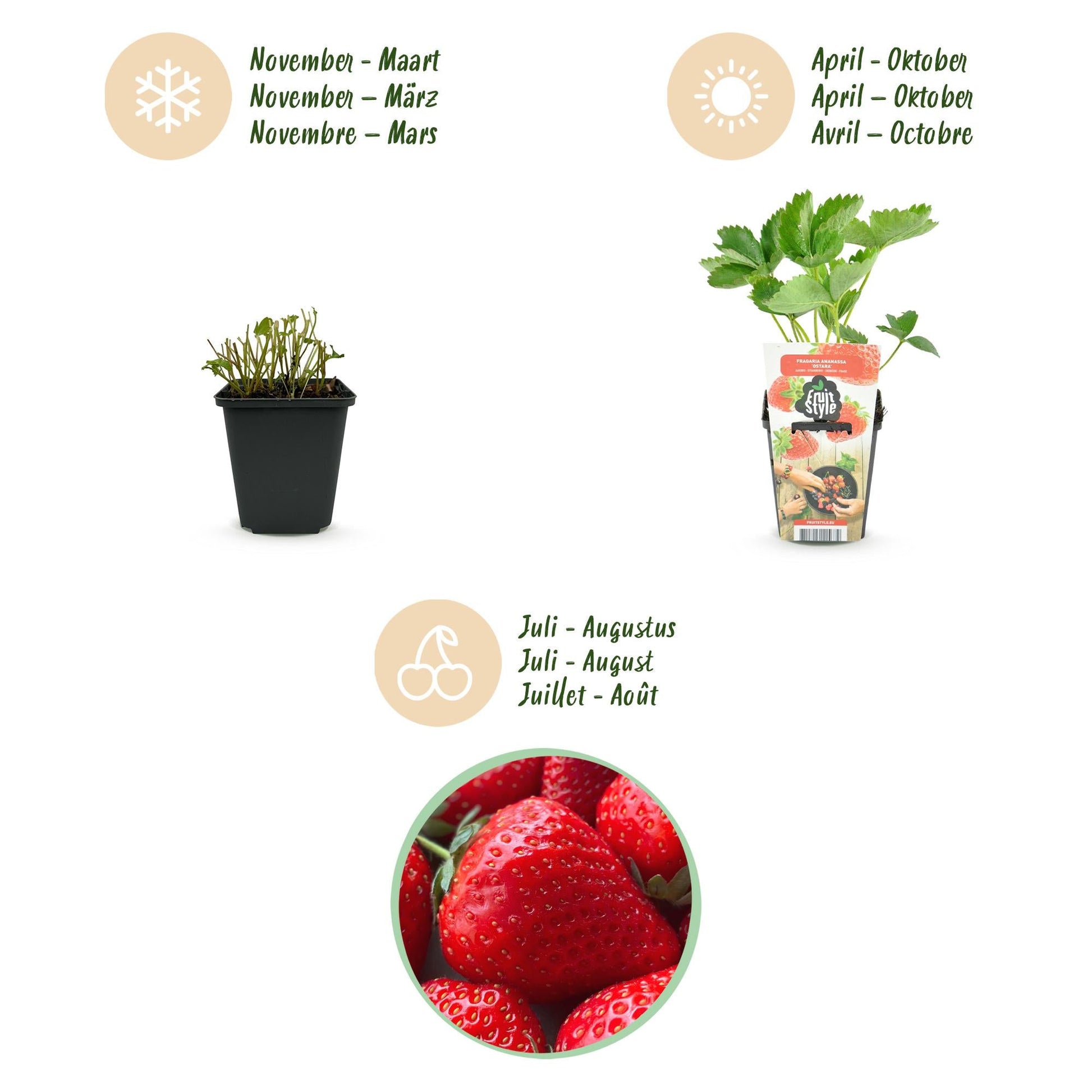 Aardbei - Fragaria Elsanta - Winterhard - 6 Planten - Forestbloom