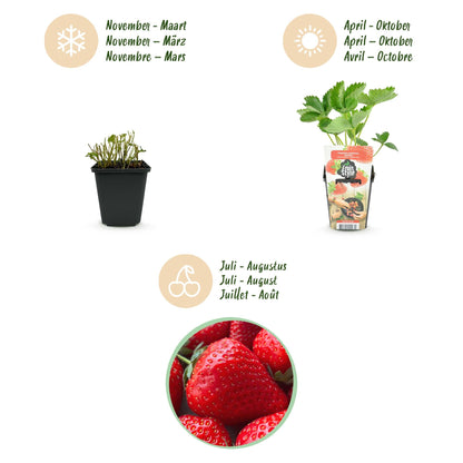 Aardbei - Fragaria Elsanta - Winterhard - 6 Planten - Forestbloom