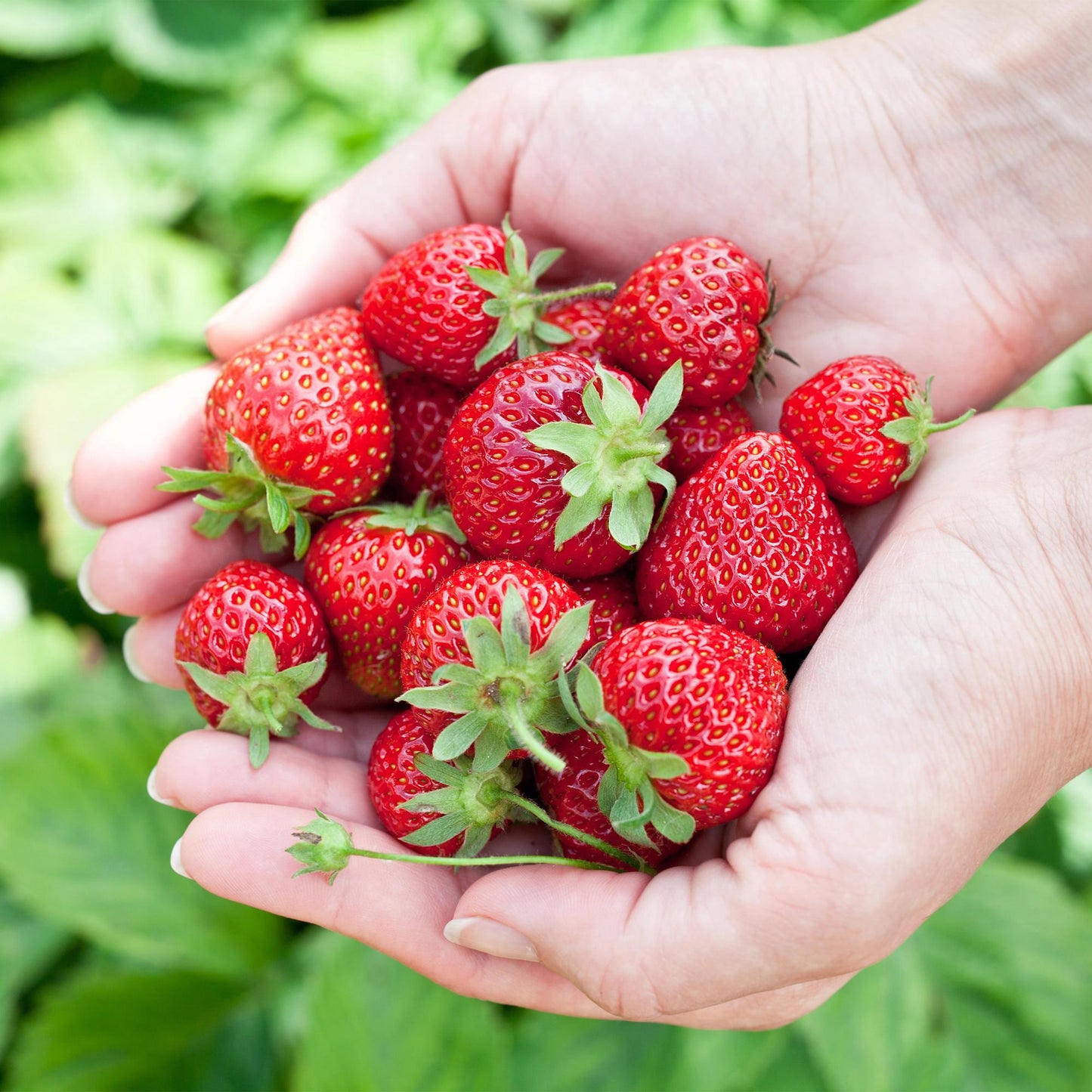 Aardbei - Fragaria Elvira - Winterhard - 3 Planten - Forestbloom