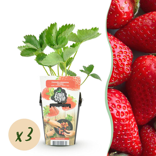Aardbei - Fragaria Elvira - Winterhard - 3 Planten - Forestbloom