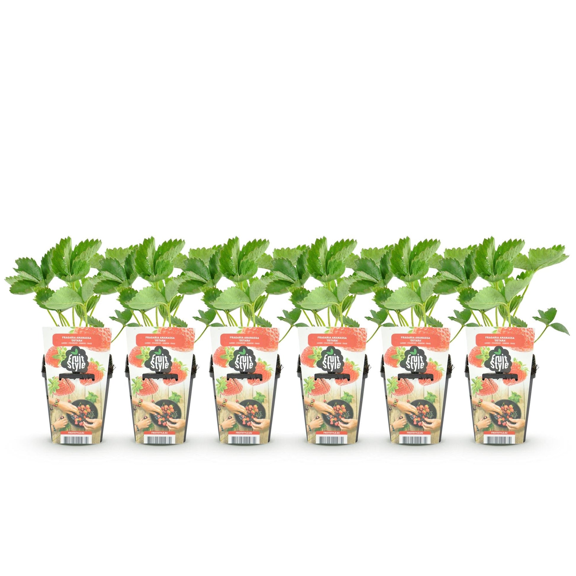 Aardbei - Fragaria Elvira - Winterhard - 6 Planten - Forestbloom