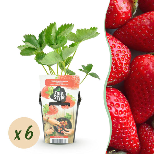 Aardbei - Fragaria Elvira - Winterhard - 6 Planten - Forestbloom