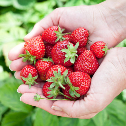 Aardbei - Fragaria Elvira - Winterhard - 6 Planten - Forestbloom