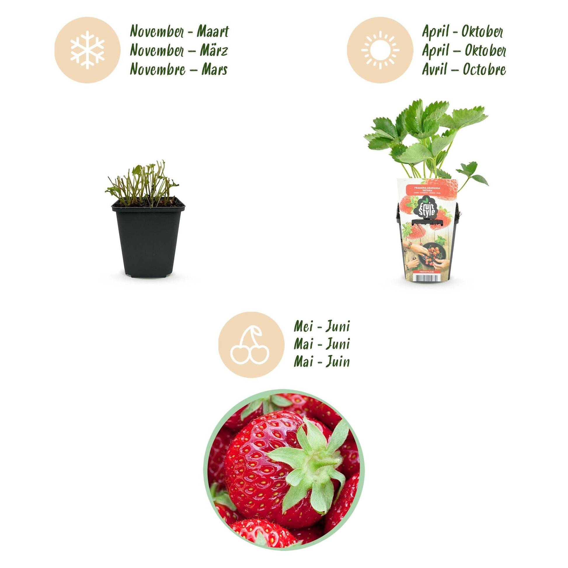 Aardbei - Fragaria Elvira - Winterhard - 6 Planten - Forestbloom