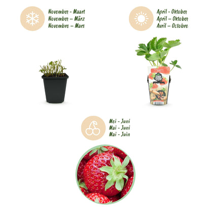 Aardbei - Fragaria Elvira - Winterhard - 6 Planten - Forestbloom