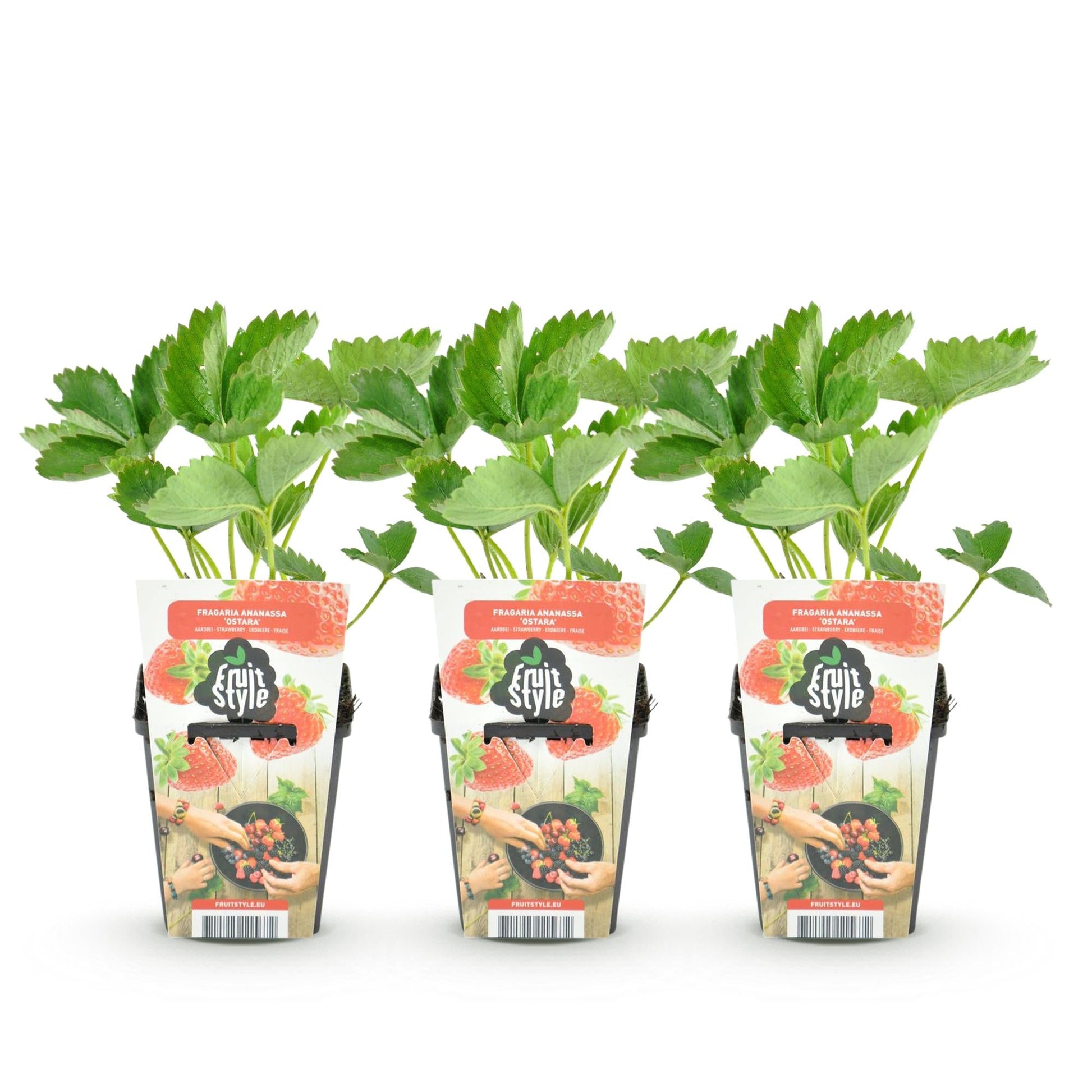 Aardbei - Fragaria Maxim - Winterhard - 3 Planten - Forestbloom