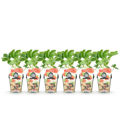 Aardbei - Fragaria Maxim - Winterhard - 6 Planten - Forestbloom