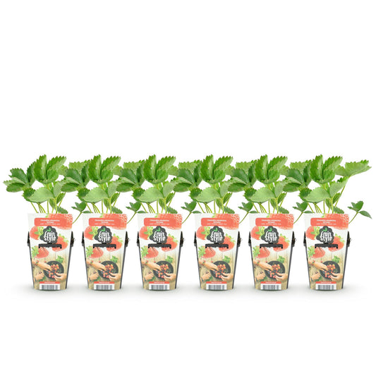 Aardbei - Fragaria Maxim - Winterhard - 6 Planten - Forestbloom