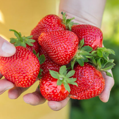 Aardbei - Fragaria Maxim - Winterhard - 6 Planten - Forestbloom