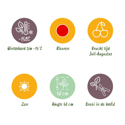 Aardbei - Fragaria Maxim - Winterhard - 6 Planten - Forestbloom