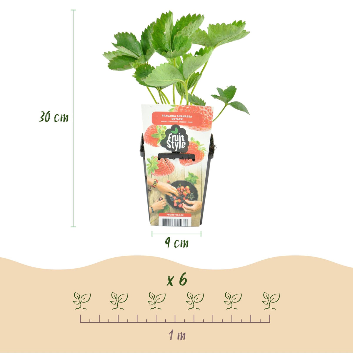 Aardbei - Fragaria Maxim - Winterhard - 6 Planten - Forestbloom