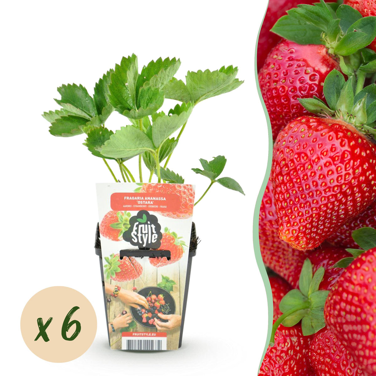 Aardbei - Fragaria Maxim - Winterhard - 6 Planten - Forestbloom