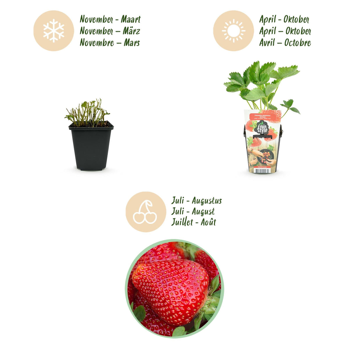 Aardbei - Fragaria Maxim - Winterhard - 6 Planten - Forestbloom