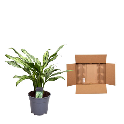 Aglaonema Juliette - 40 cm - Forestbloom