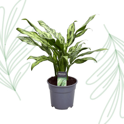 Aglaonema Juliette - 40 cm - Forestbloom