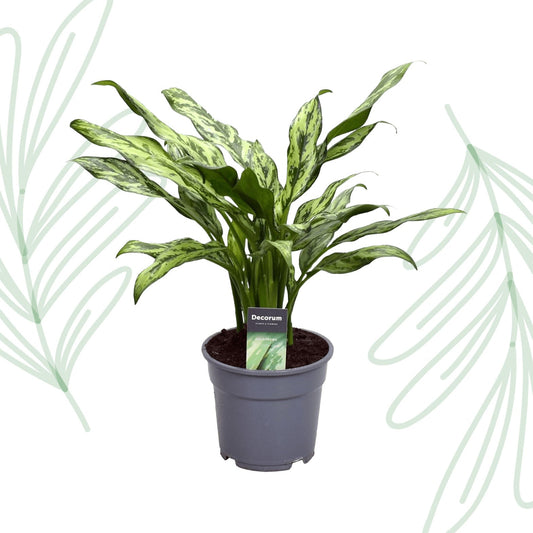 Aglaonema Juliette - 40 cm - Forestbloom