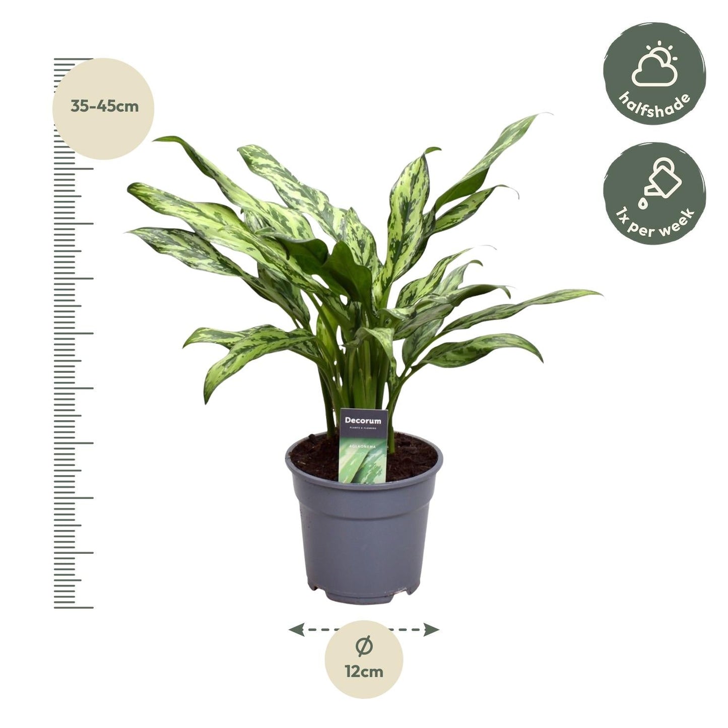 Aglaonema Juliette - 40 cm - Forestbloom
