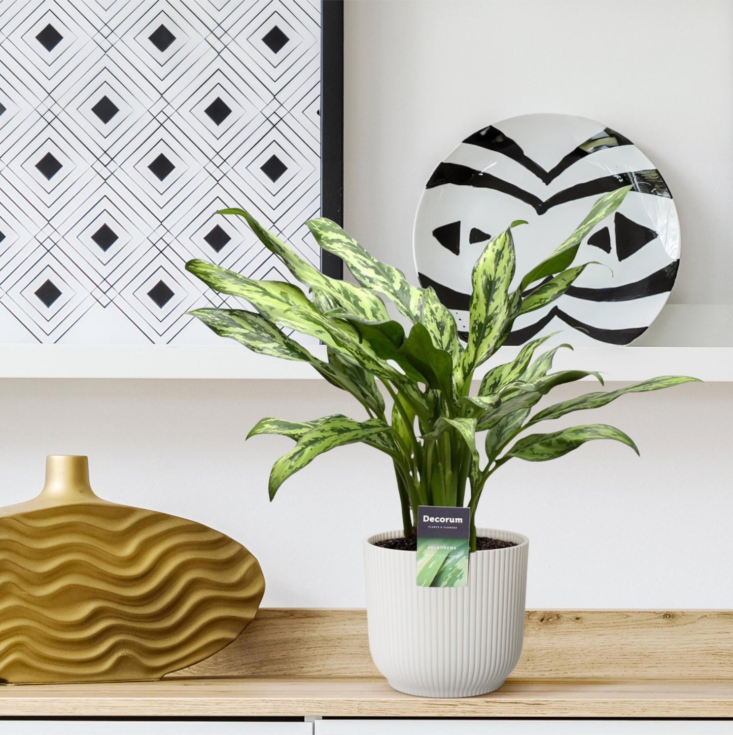 Aglaonema Juliette - 40 cm - Forestbloom