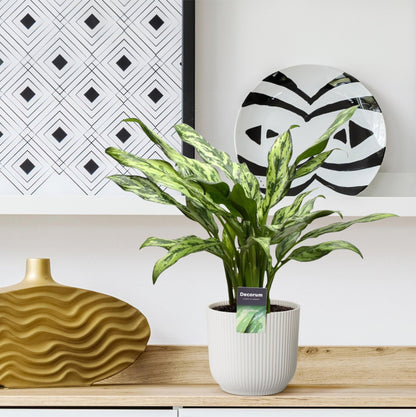 Aglaonema Juliette - 40 cm - Forestbloom