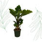 Alocasia Low Rider - 75 cm - Forestbloom
