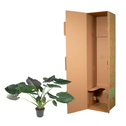 Alocasia Wentii - 120 cm - Forestbloom