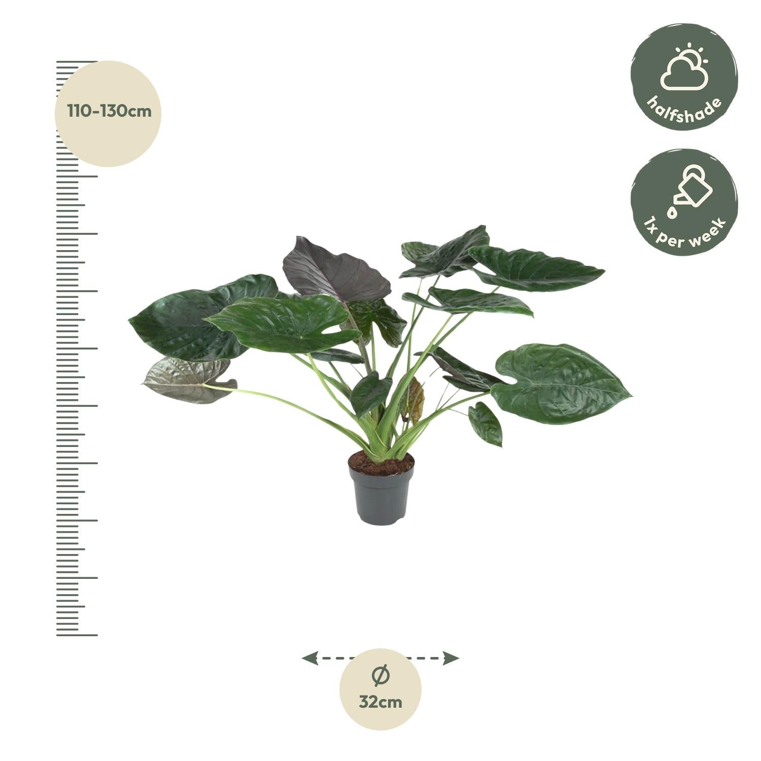 Alocasia Wentii - 120 cm - Forestbloom