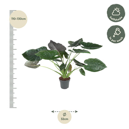 Alocasia Wentii - 120 cm - Forestbloom