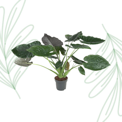 Alocasia Wentii - 120 cm - Forestbloom