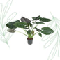 Alocasia Wentii - 120 cm - Forestbloom