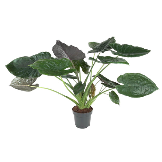 Alocasia Wentii - 120 cm - Forestbloom