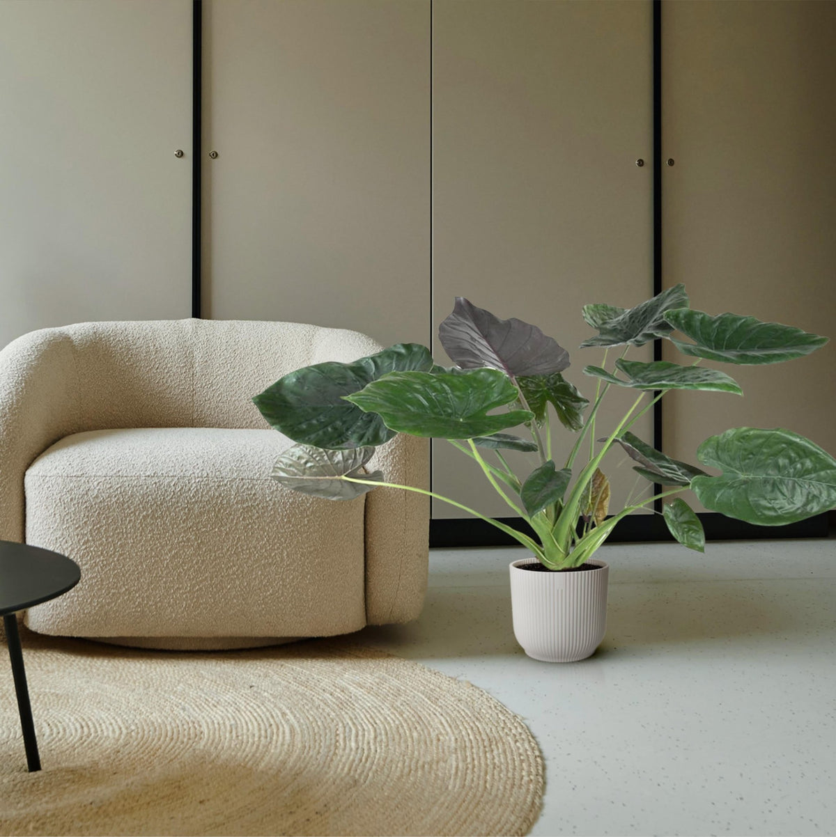 Alocasia Wentii - 120 cm - Forestbloom