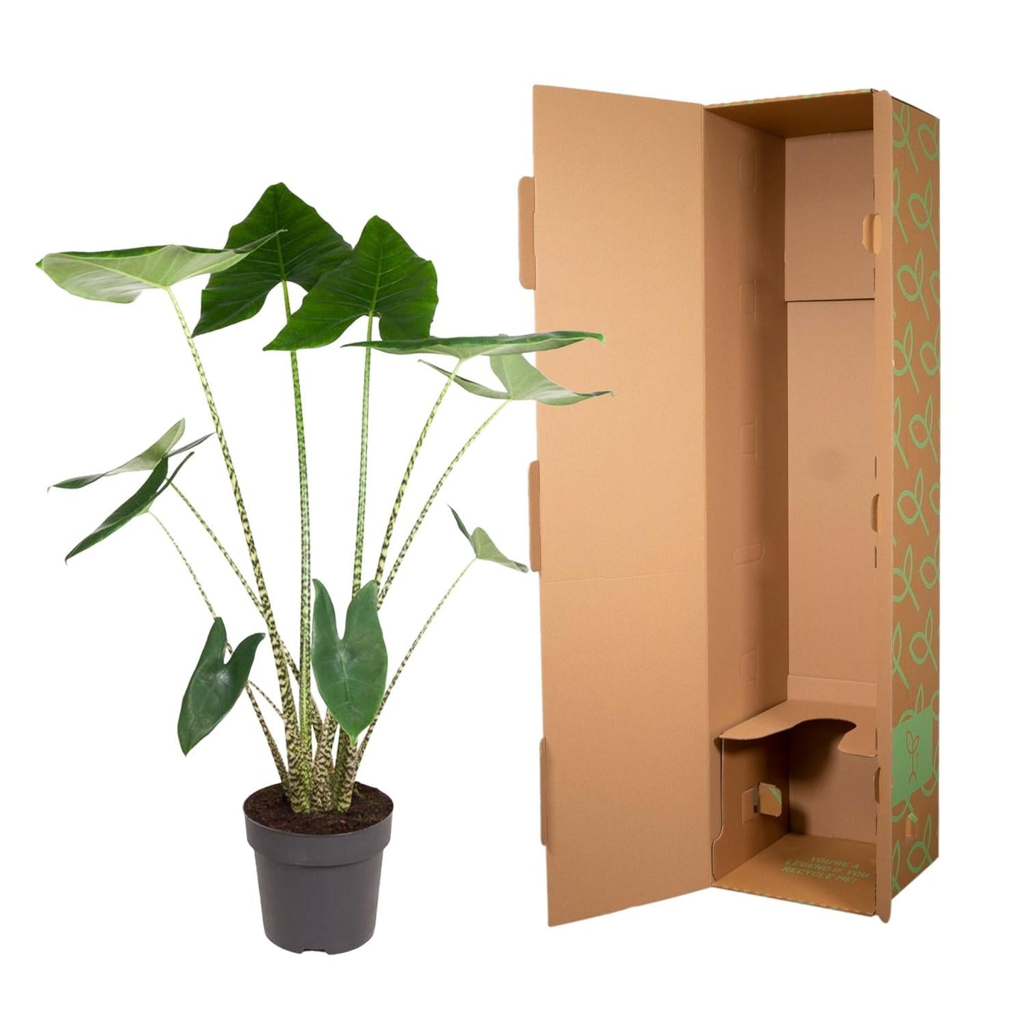 Alocasia Zebrina - 130 cm - Forestbloom