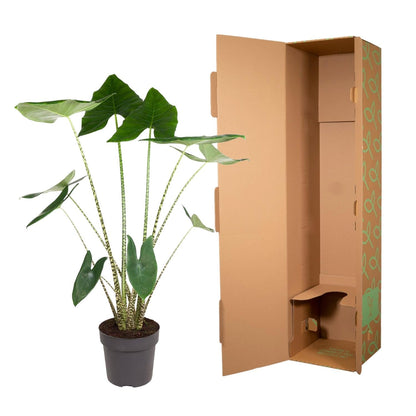 Alocasia Zebrina - 130 cm - Forestbloom