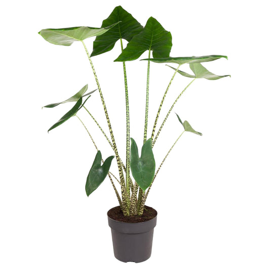 Alocasia Zebrina - 130 cm - Forestbloom