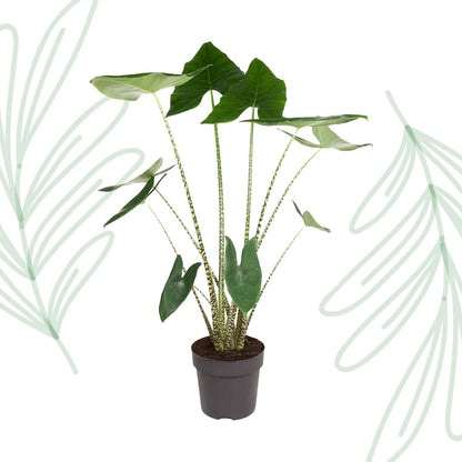 Alocasia Zebrina - 130 cm - Forestbloom