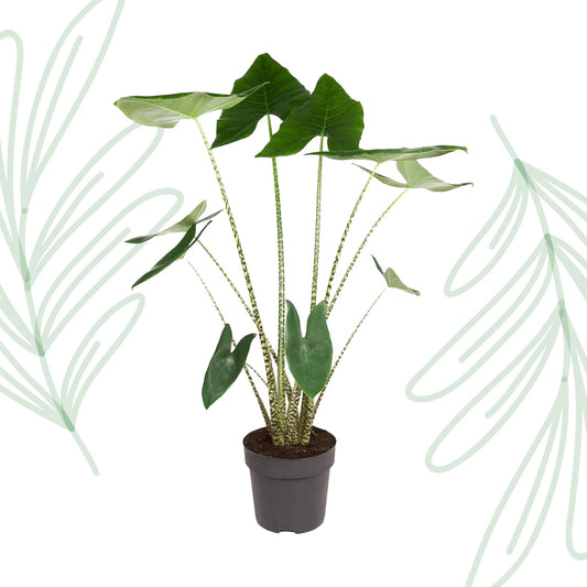Alocasia Zebrina - 130 cm - Forestbloom