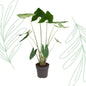 Alocasia Zebrina - 130 cm - Forestbloom