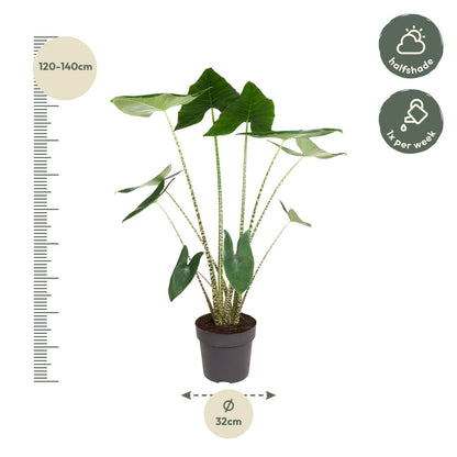 Alocasia Zebrina - 130 cm - Forestbloom