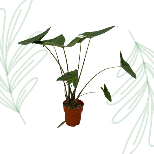 Alocasia Zebrina - 80 cm - Forestbloom
