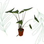 Alocasia Zebrina - 80 cm - Forestbloom