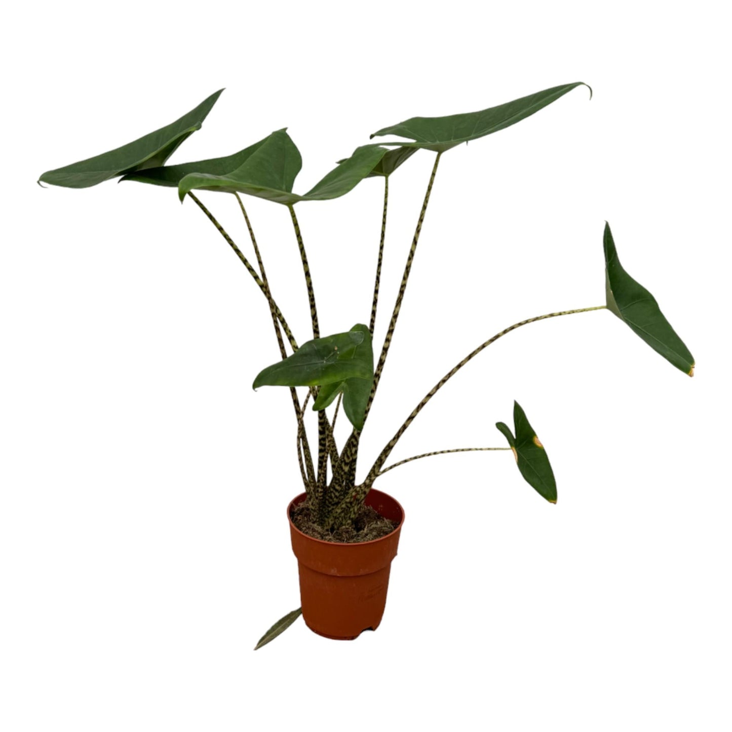 Alocasia Zebrina - 80 cm - Forestbloom