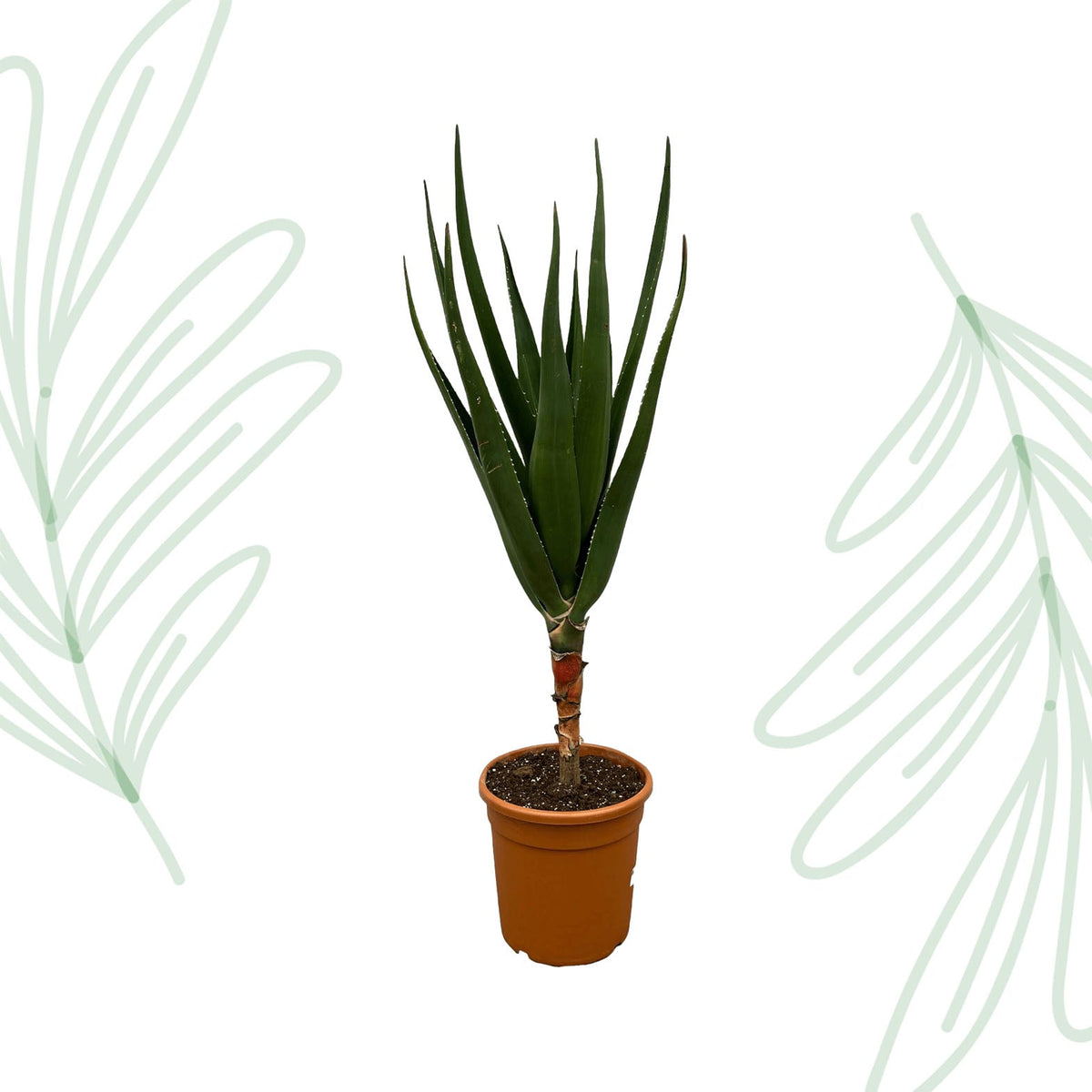 Aloë Barberae - 160 cm - Forestbloom