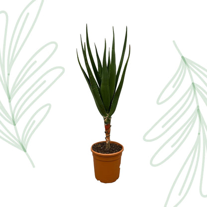 Aloë Barberae - 160 cm - Forestbloom