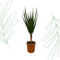 Aloë Barberae - 160 cm - Forestbloom