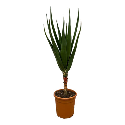 Aloë Barberae - 160 cm - Forestbloom