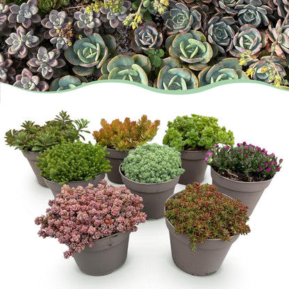 Alpine Mix - 8 Planten - Diversen Kleuren - Winterhard - Forestbloom